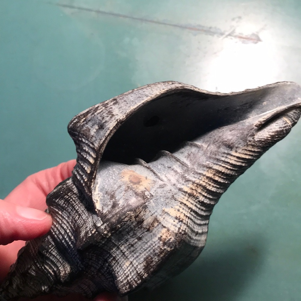 Decorative Seashell - Picture 2 of 2